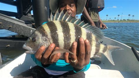Sheephead are here .